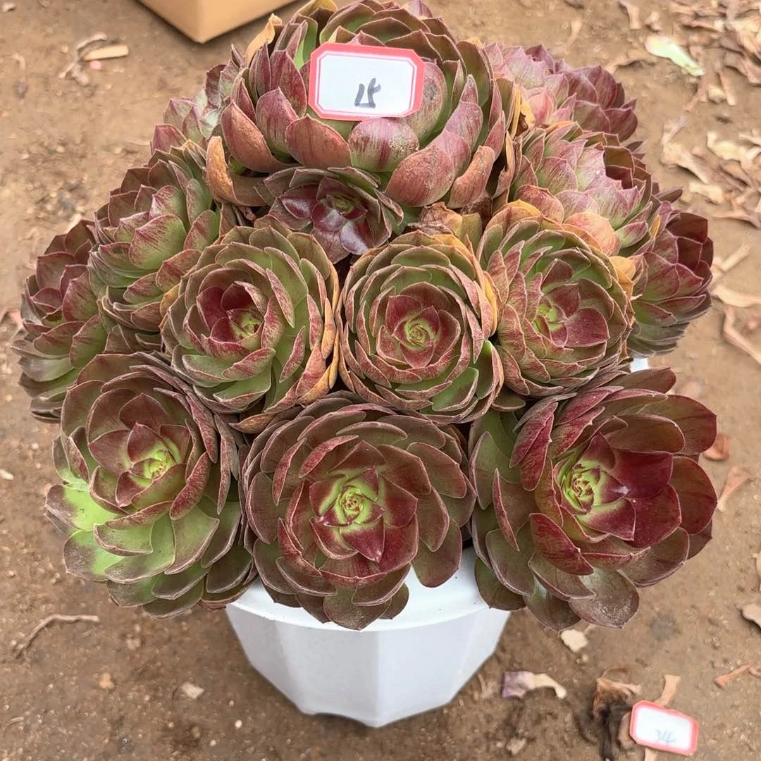 无花朵15黑膜多肉植物