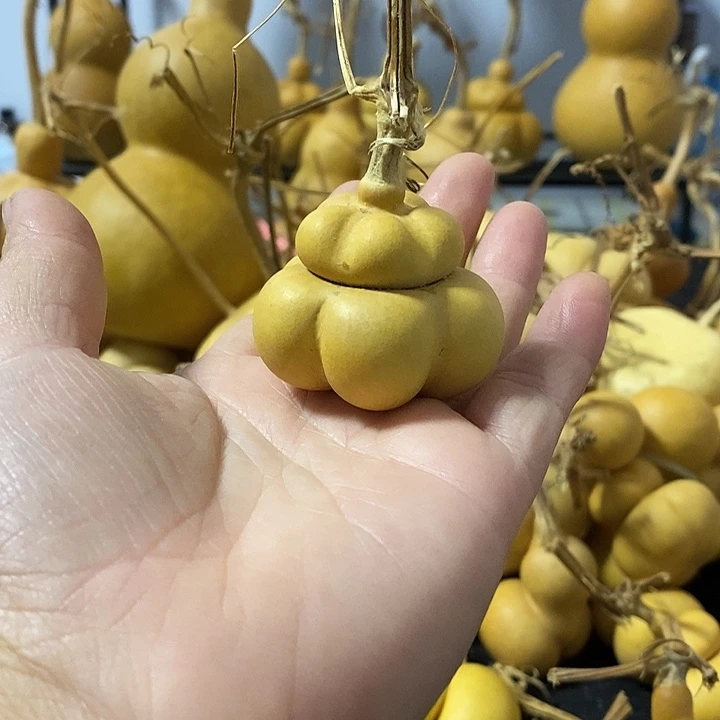 亮葫芦的颜色是蓝色的