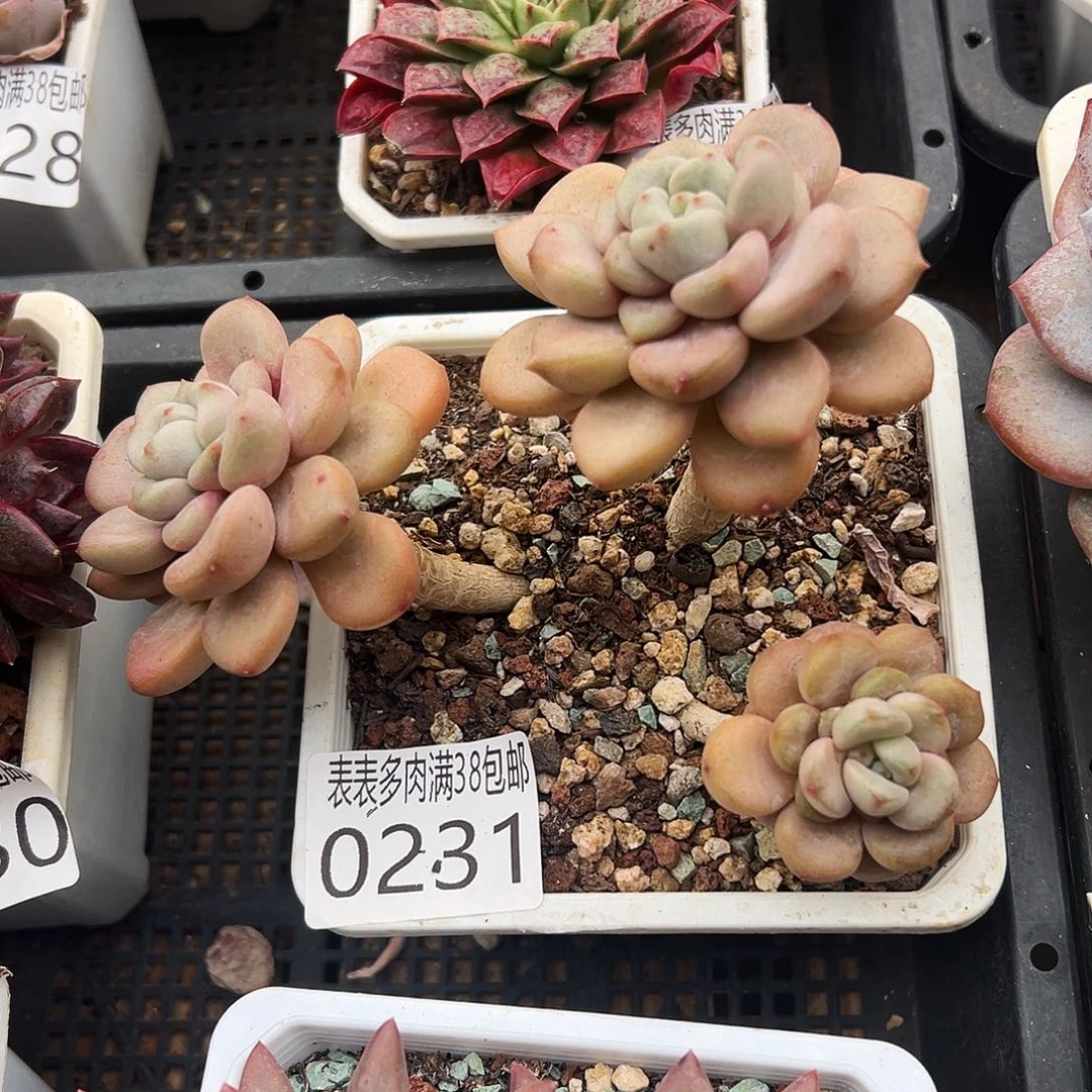 多肉一物一拍植物0231