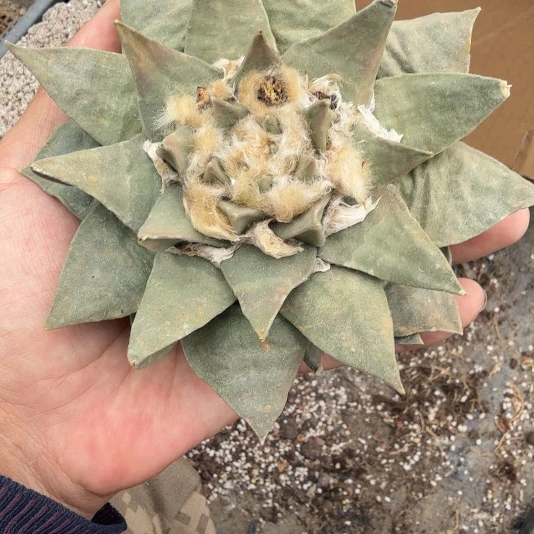 落地岩牡丹已出根多肉植物