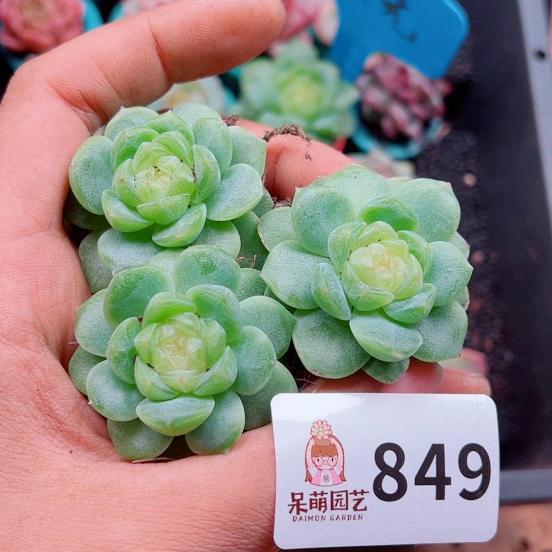 多肉植物多肉植物
