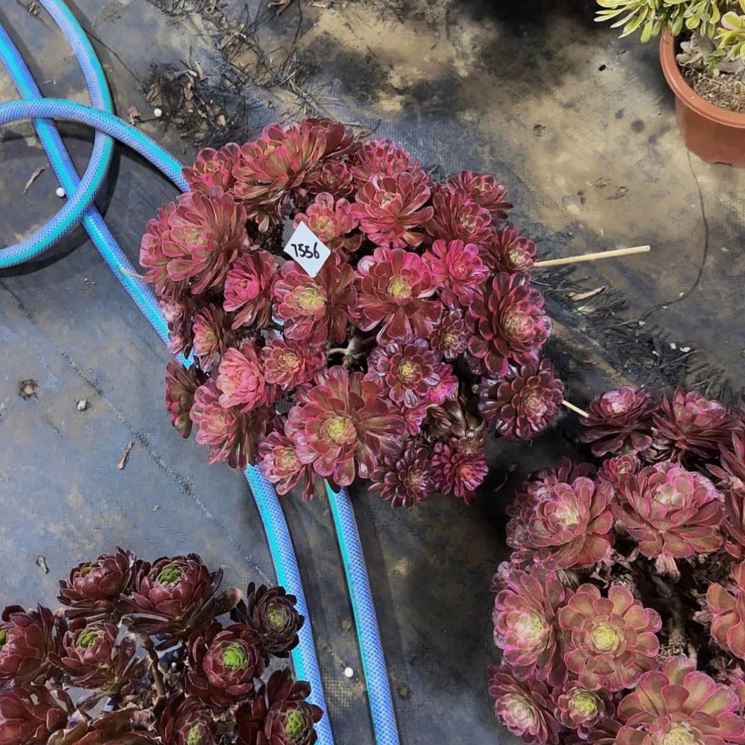 十里红妆一颗特价7556