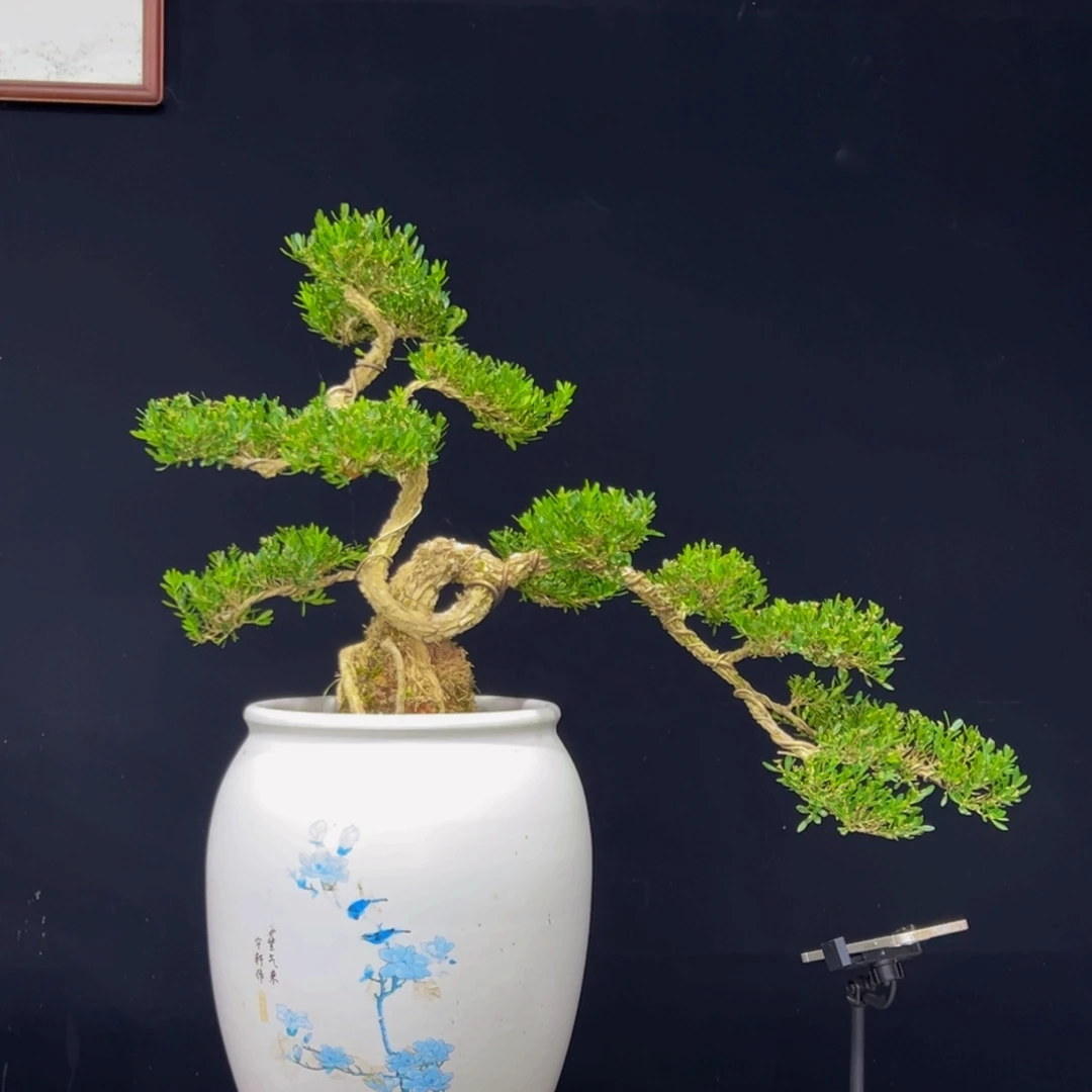无花朵广东皱皮雀舌黄杨