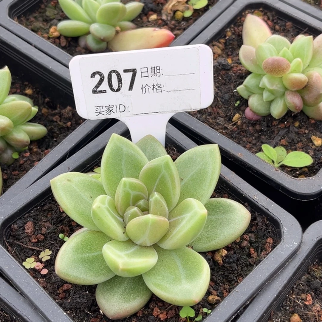 迷雾泡泡多肉植物单头207