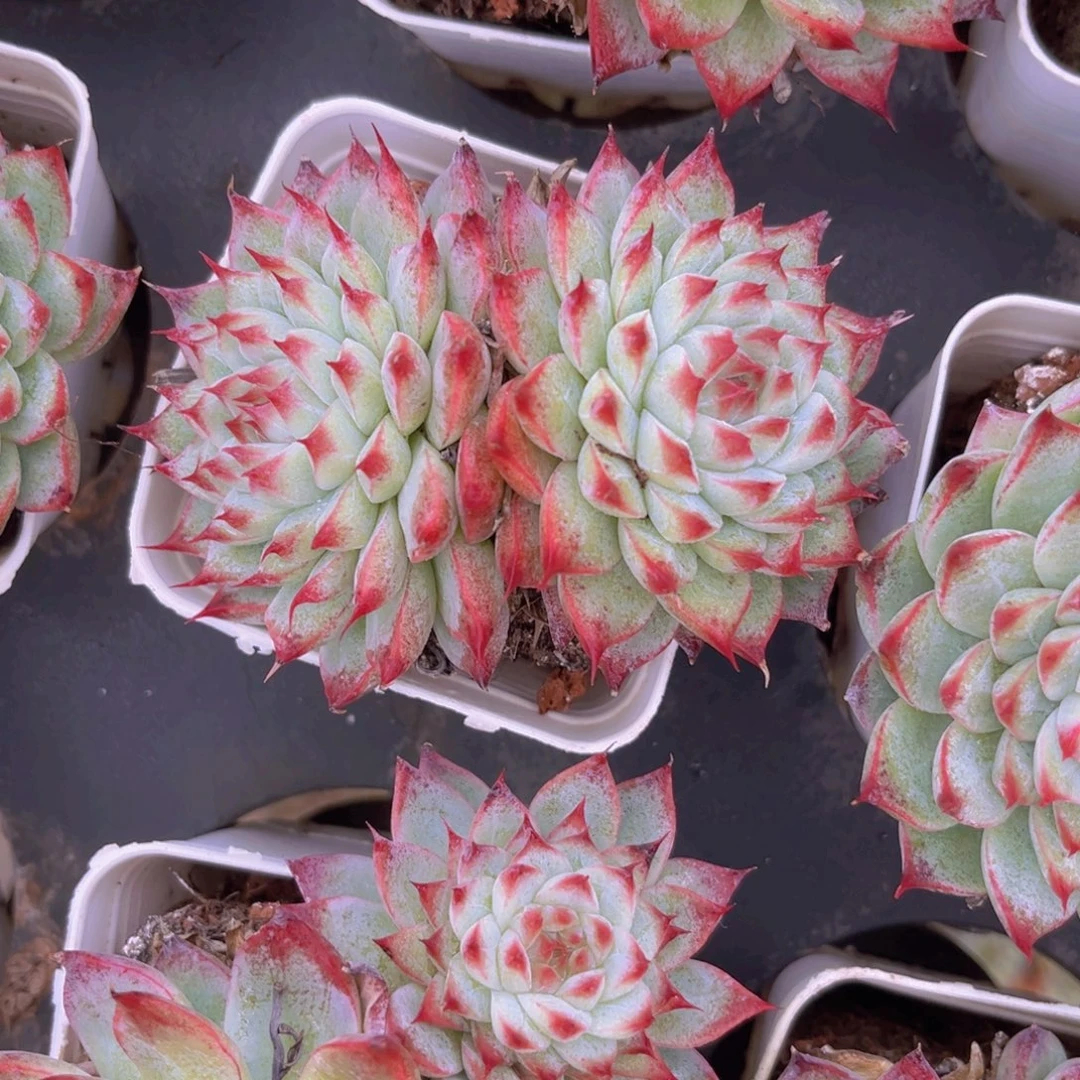 桃夭仙子9公分99999999