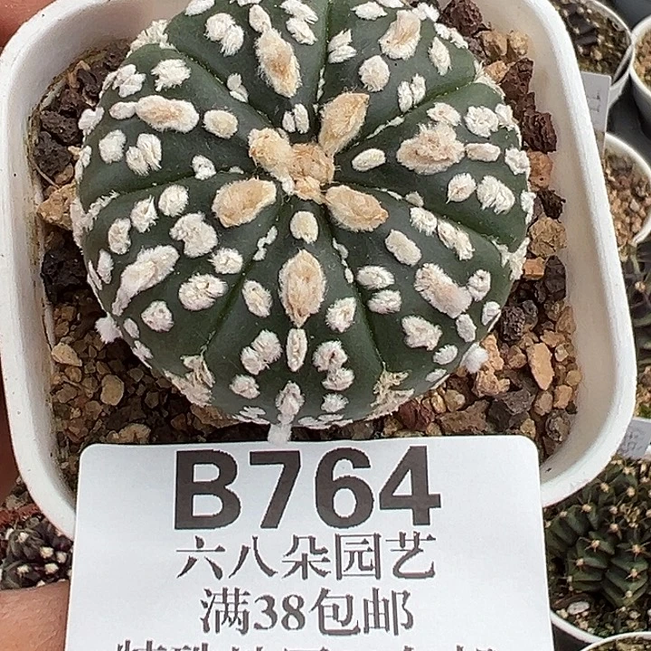 无花朵764号特价实生兜