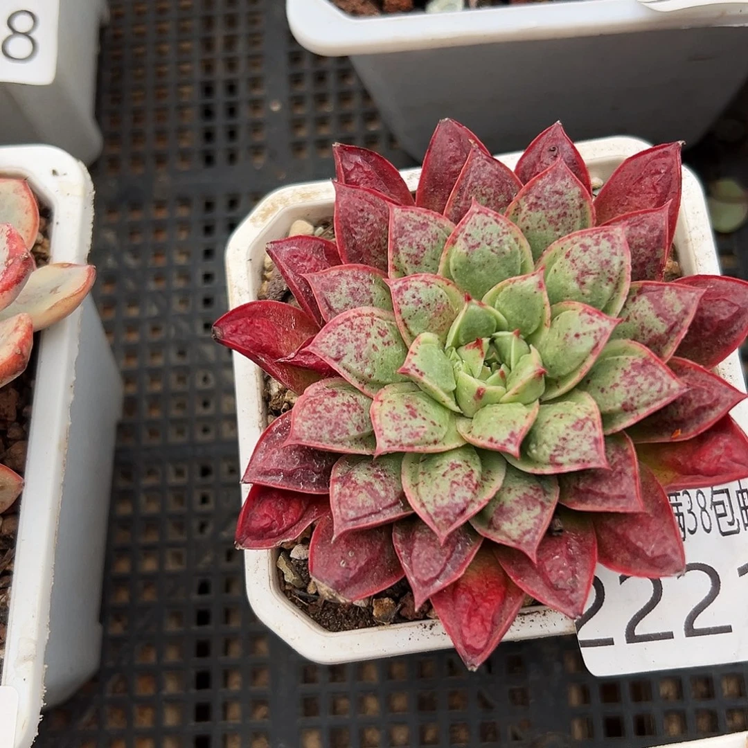 多肉一物一拍植物2221