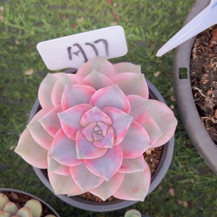 健健康康平平安安