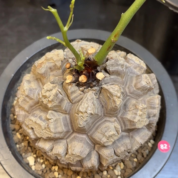 82日系龟甲龙不退不换