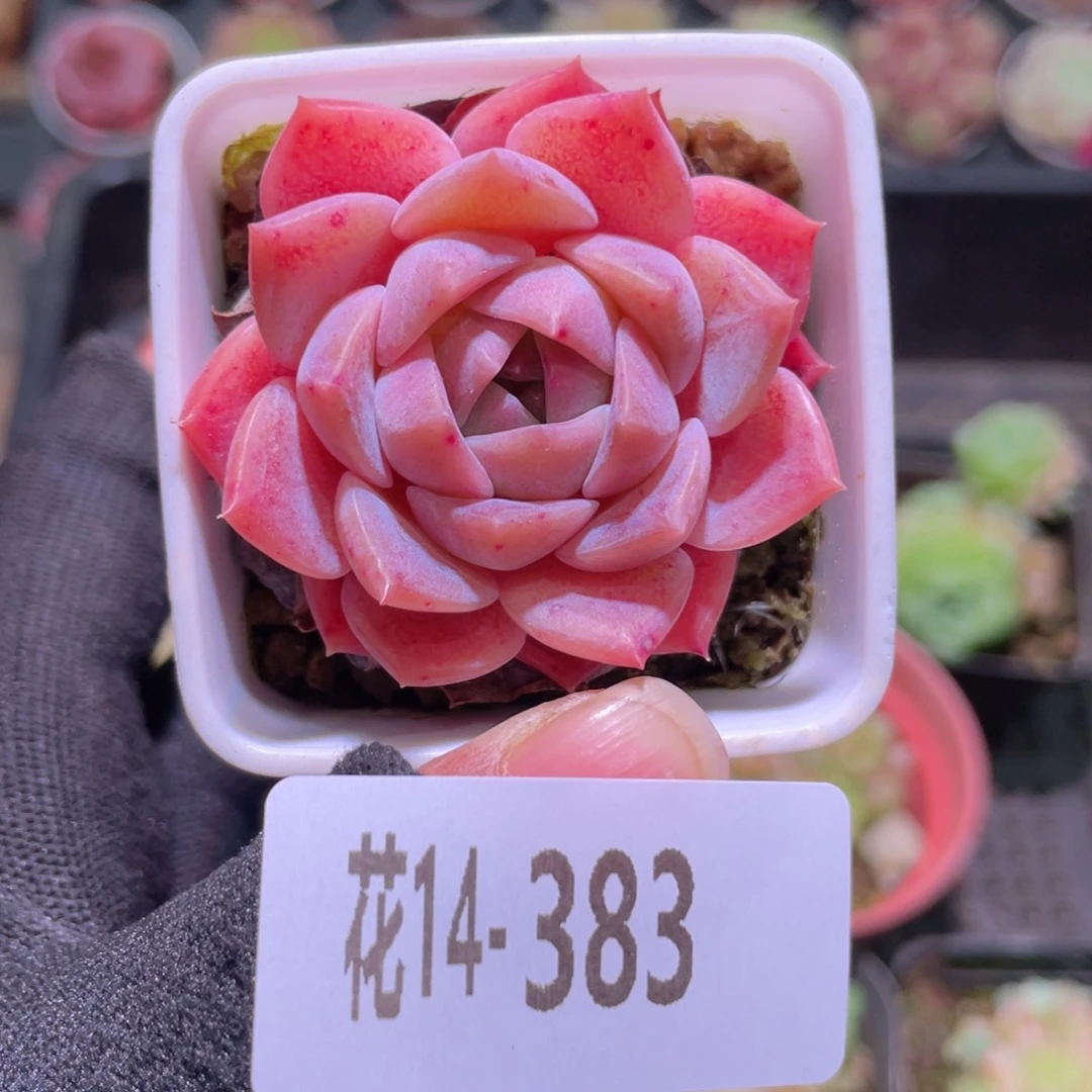 花利美14-393春园