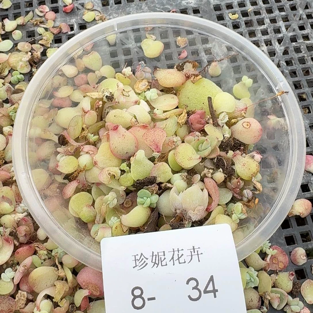 珍妮混叶子一盒量拍8-34