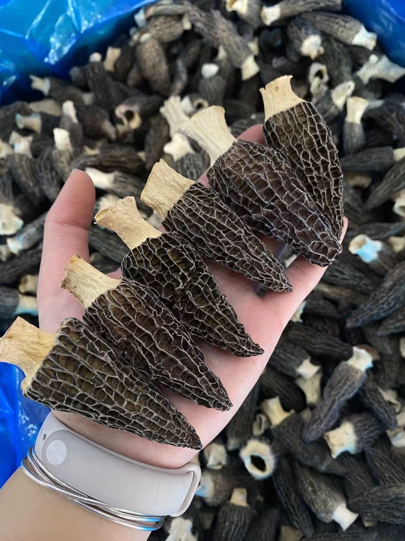 精品羊肚菌 高山羊肚菌  头茬羊肚菌肉质肥厚  中大个6-8公分