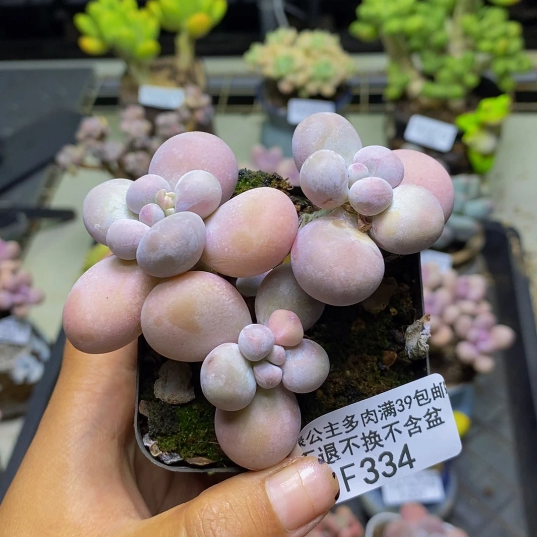 334芭比奶多肉7c m