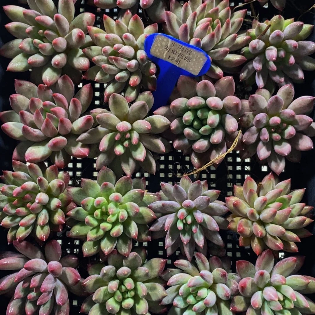 12-开播福利精品虞美人单头买一送一