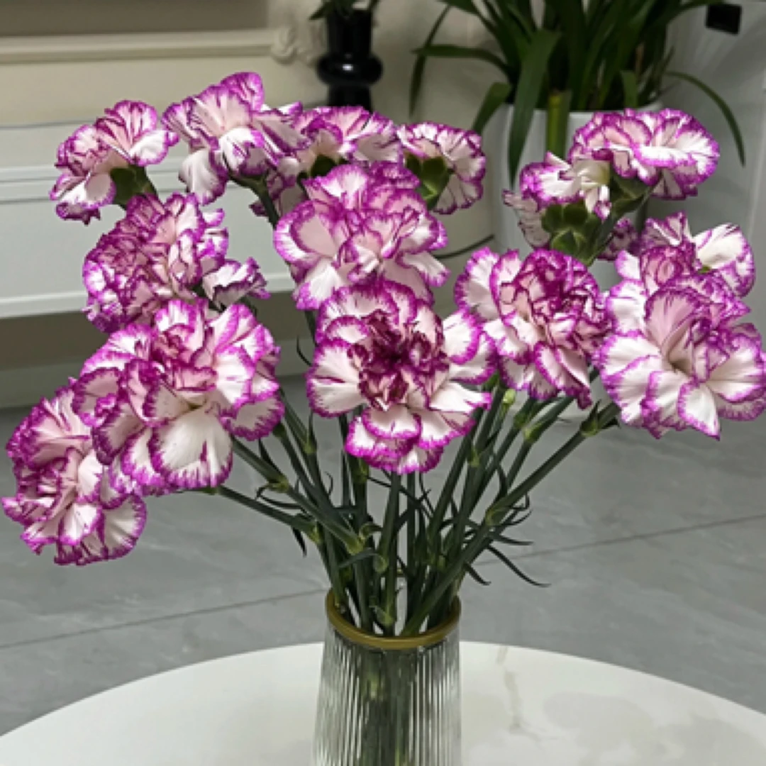 紫边单头康乃馨20支 2单冷链包邮