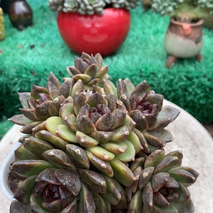 黑水晶系列玄橙整无砍