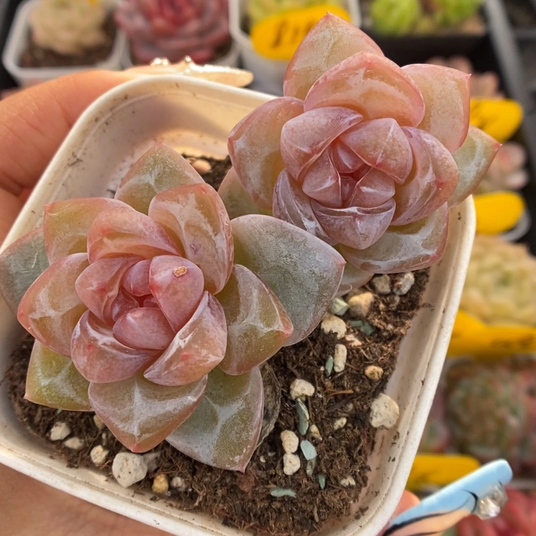 老桩宝石心珍妮可拍699号