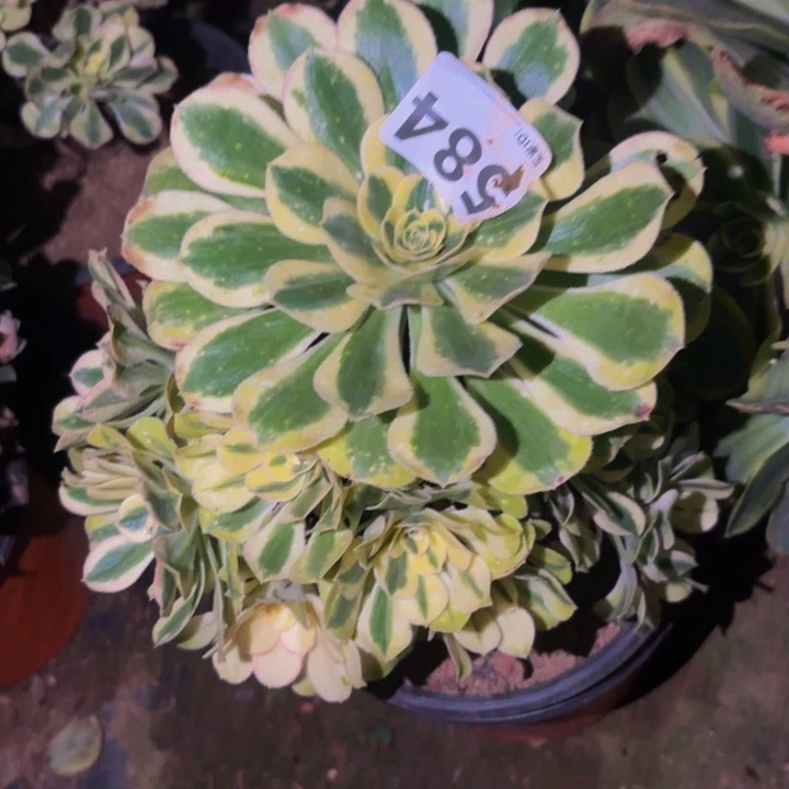 584白兰地多肉植物不售后