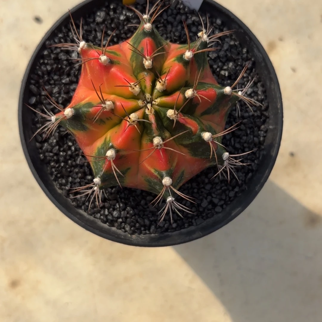 L503-1217泰国发货