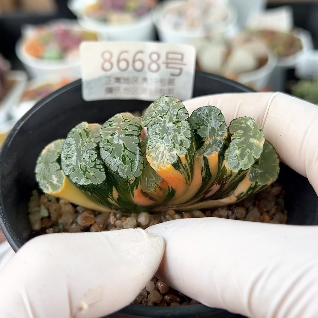 好养易活生石花大母本8668