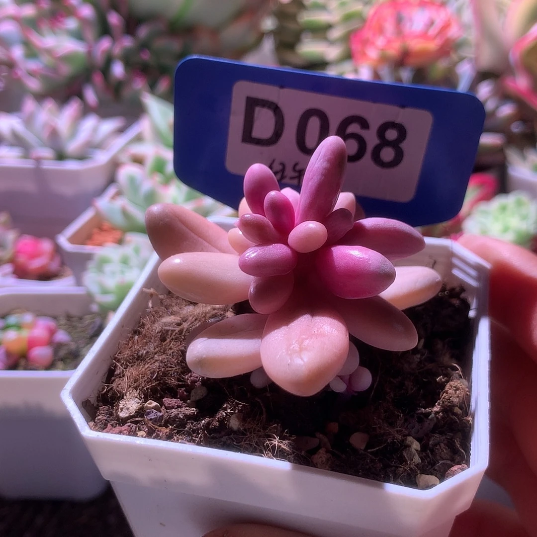 红手指覆轮锦有根