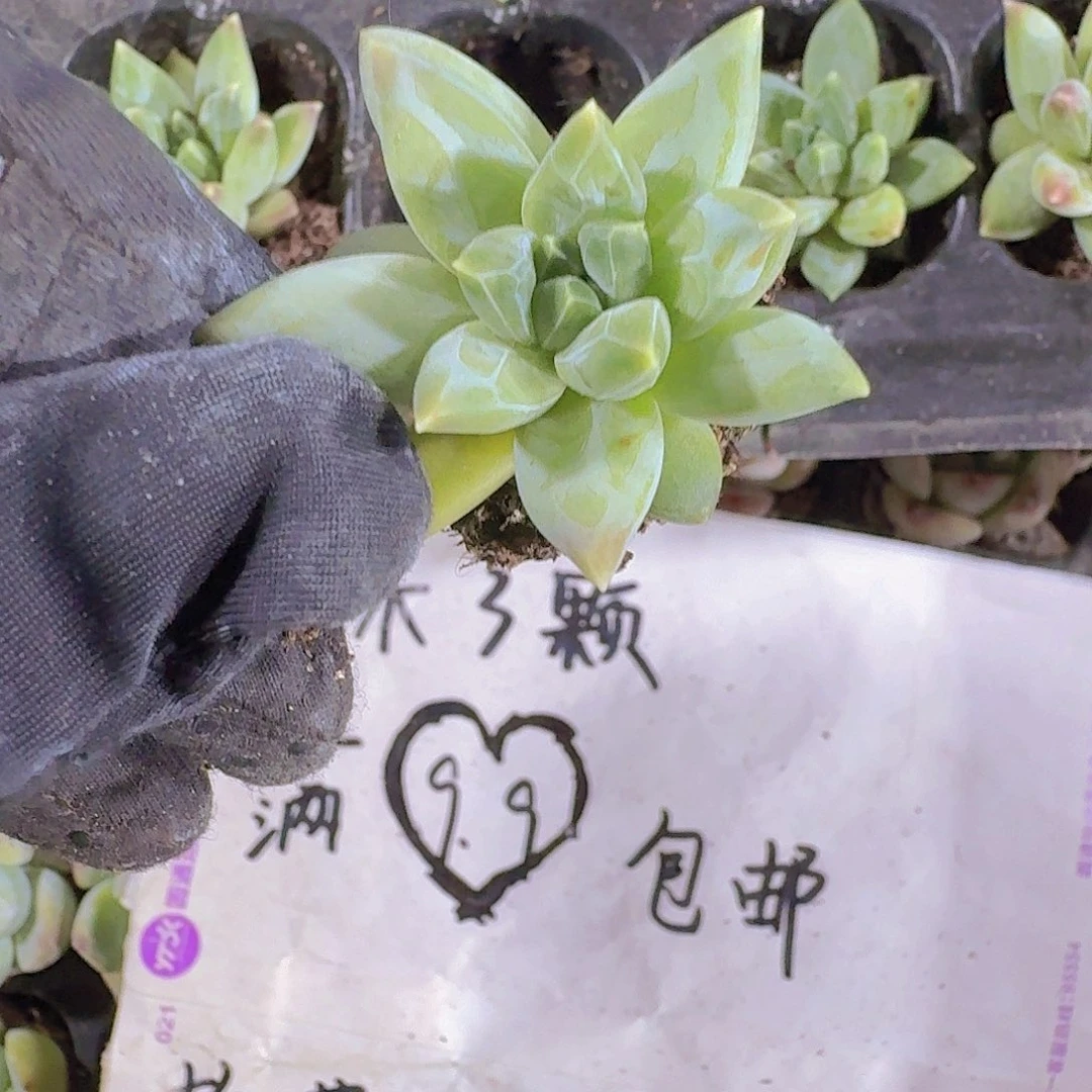 三色美人多肉植物