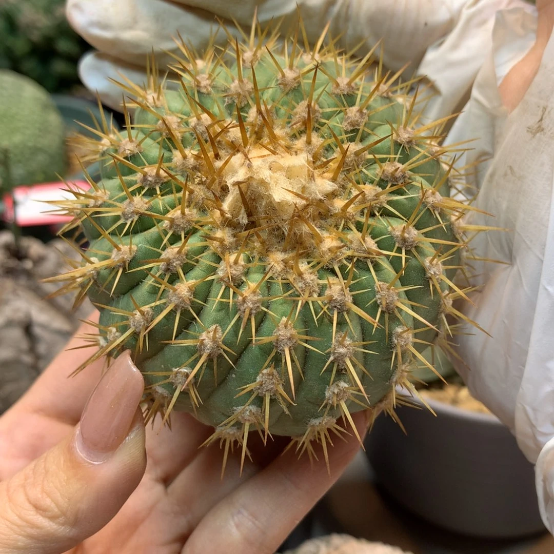 55号 金刺孤龙8.5公分 无根