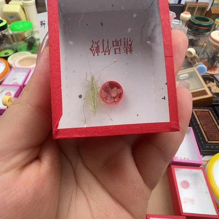 青竹蛉一只随单，小伙子……