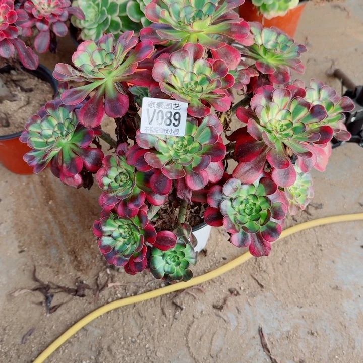 089冰激凌官服35左右2