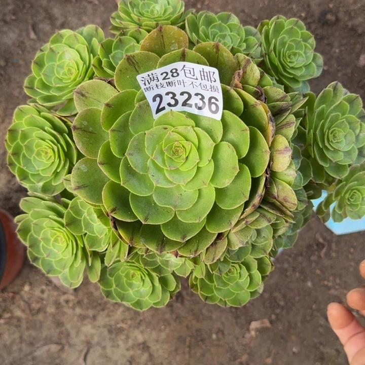 23236万拉丝多肉植物