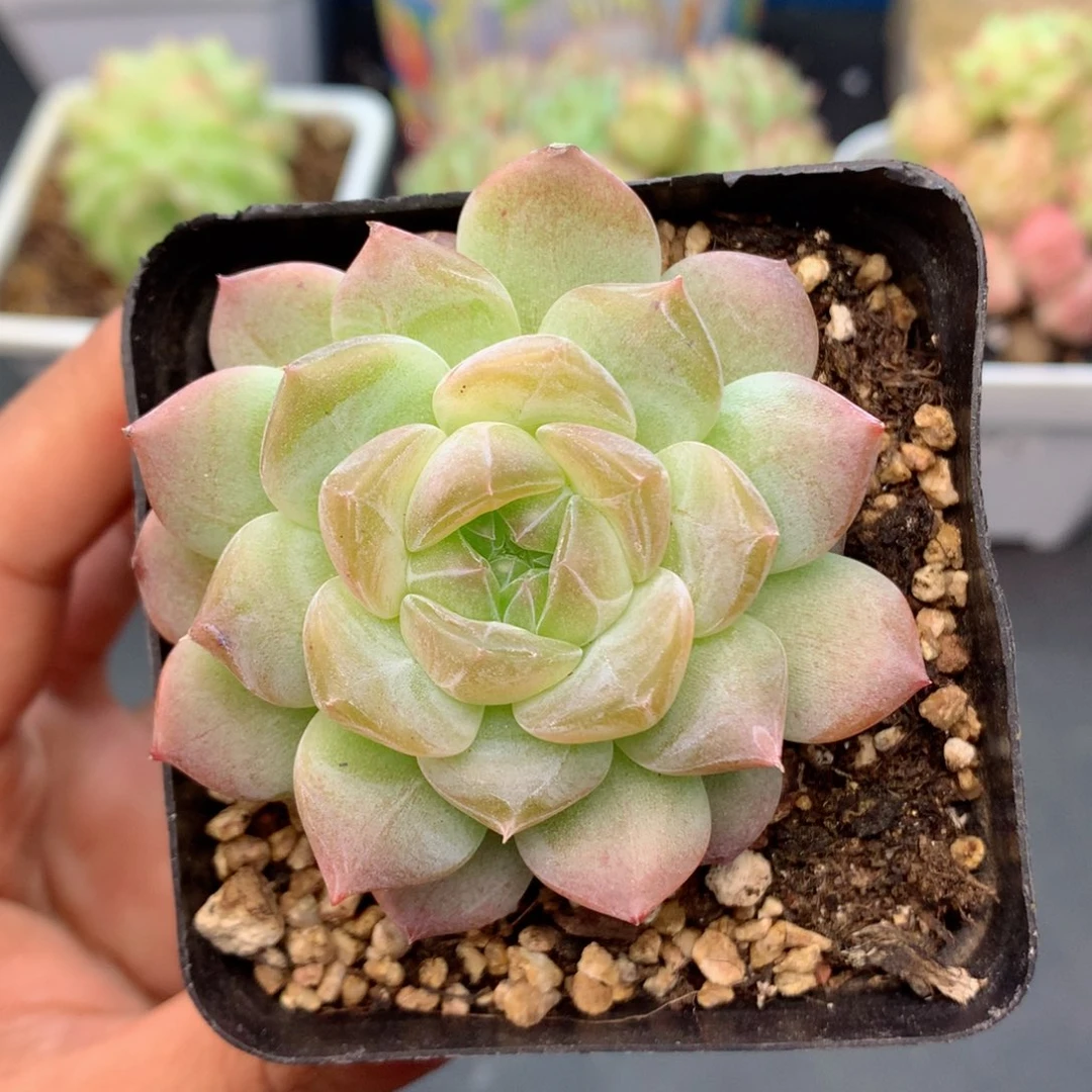 58包邮  群生不包整51