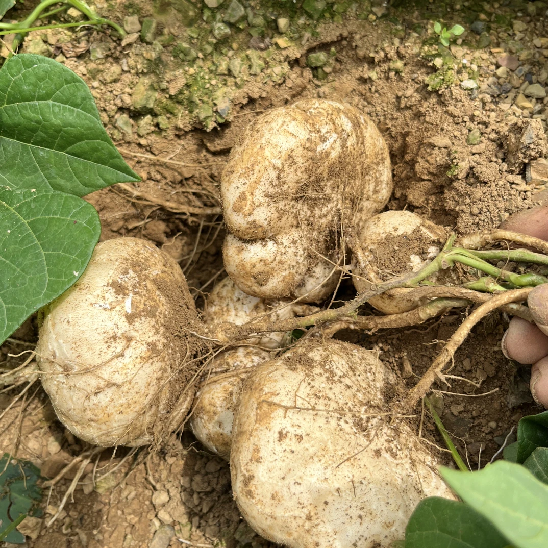 贵州新鲜现挖地萝卜凉薯地瓜脆甜多汁农家种植地萝卜沙葛白地瓜
