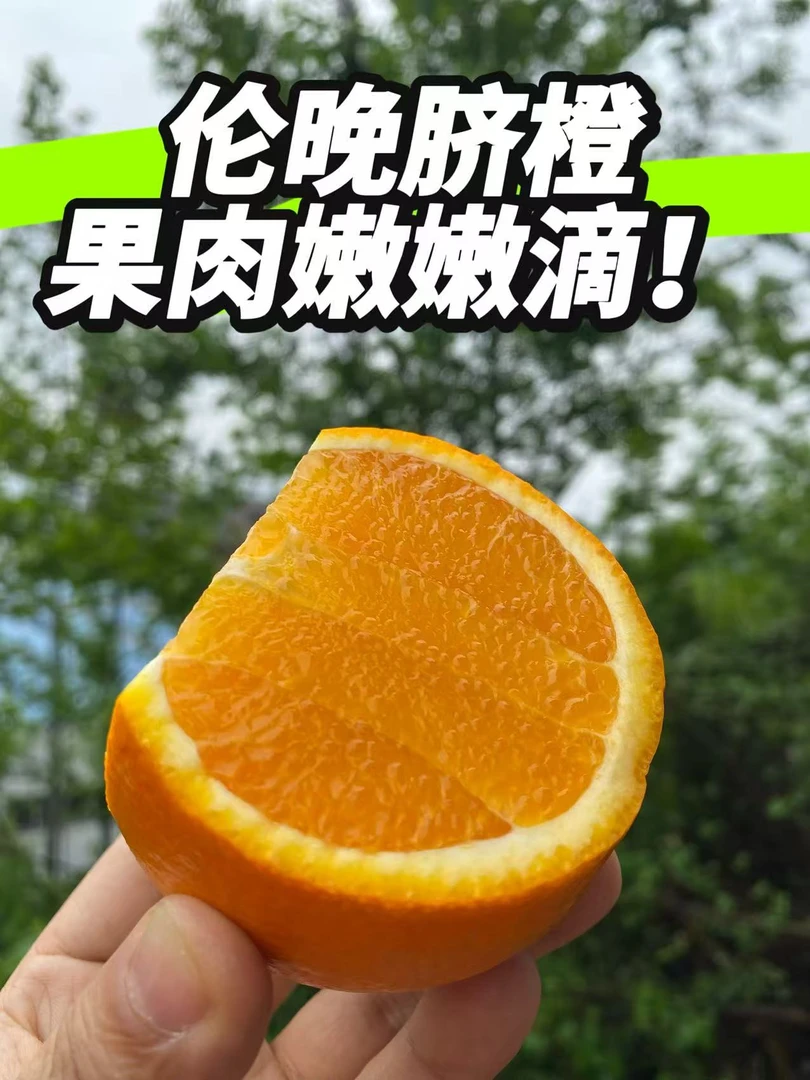 【摆摊榨汁专用次果】新鲜春橙当季榨果汁