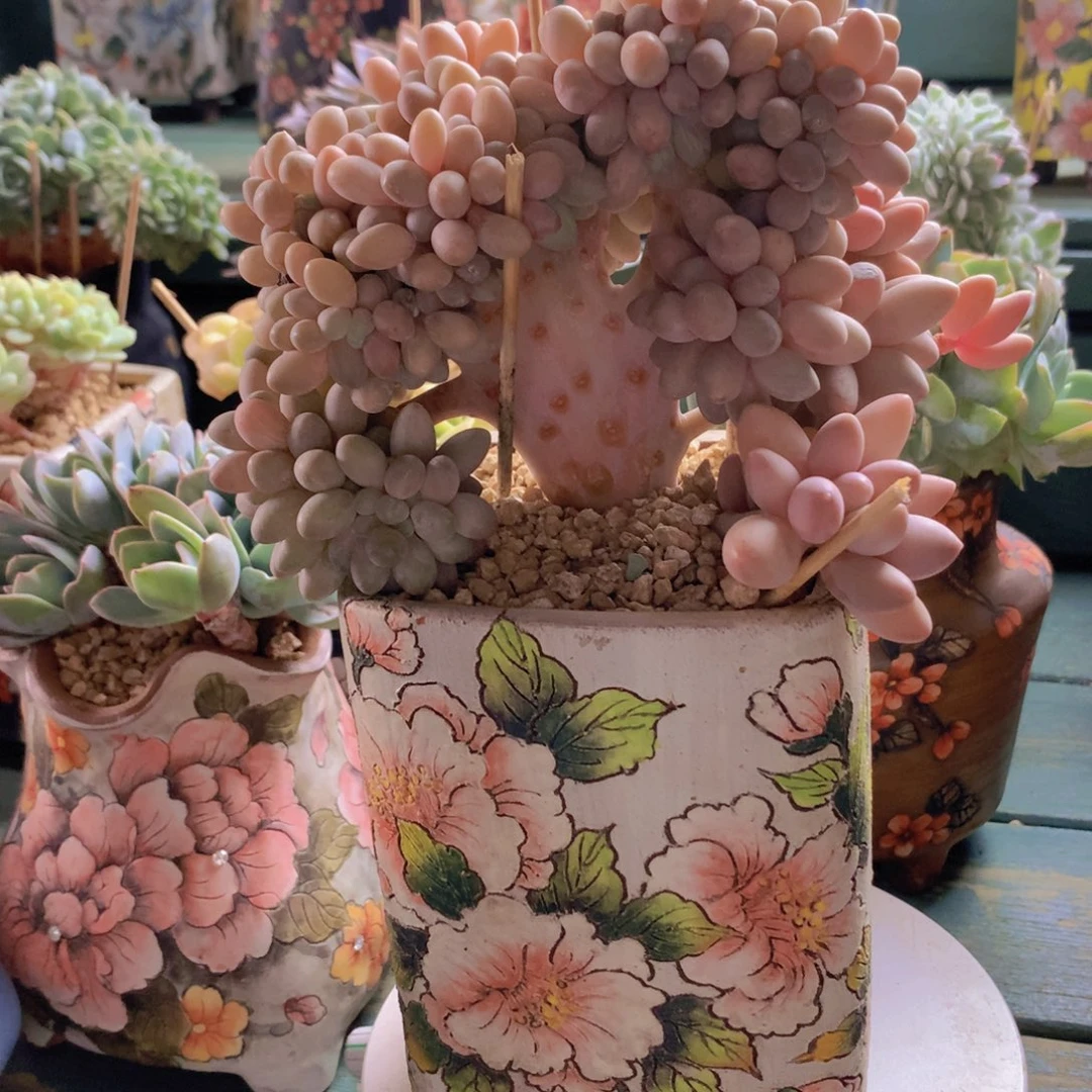 汤圆朵朵无砍自然群