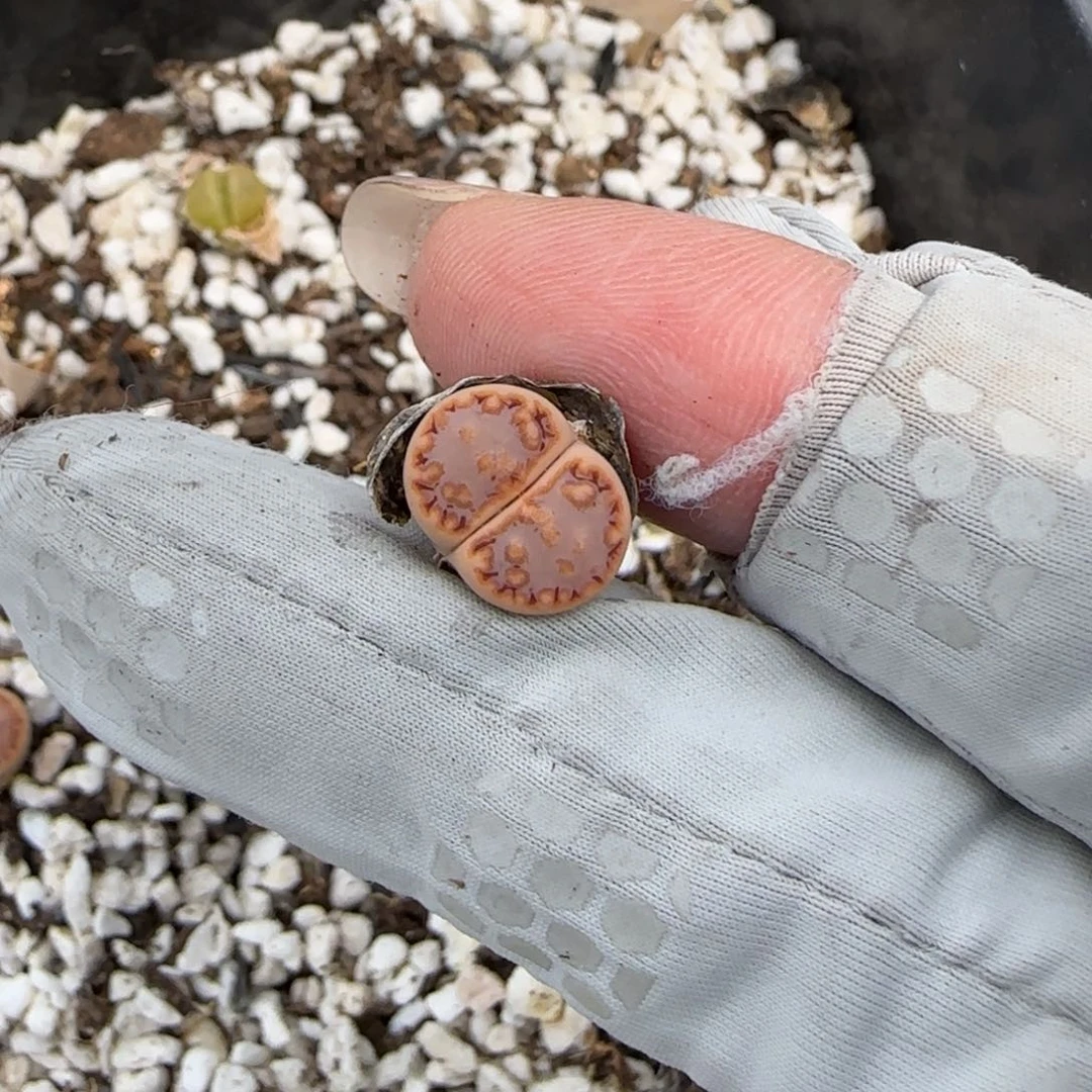 清****习5.27。216小。9044