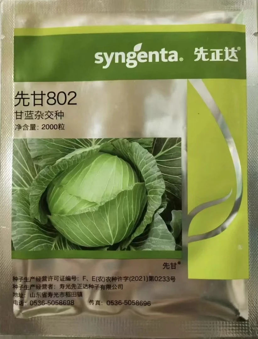 先甘802早熟扁球叶球圆整