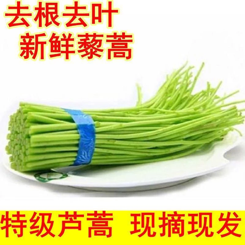 苏北特产直发新鲜芦蒿黎蒿当季时令农家自种蔬菜泥蒿现摘包赔鲜嫩