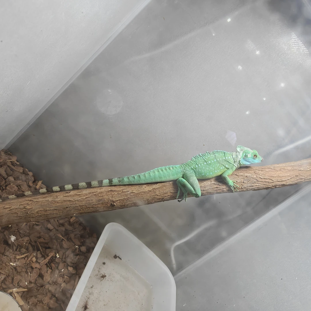 龙纹蜥活体宠物适合新手好养活的爬宠