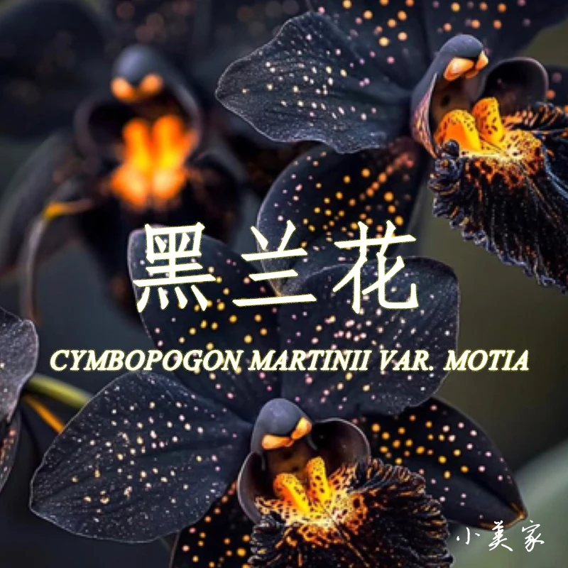 纯花蒸馏黑兰花精油-单方