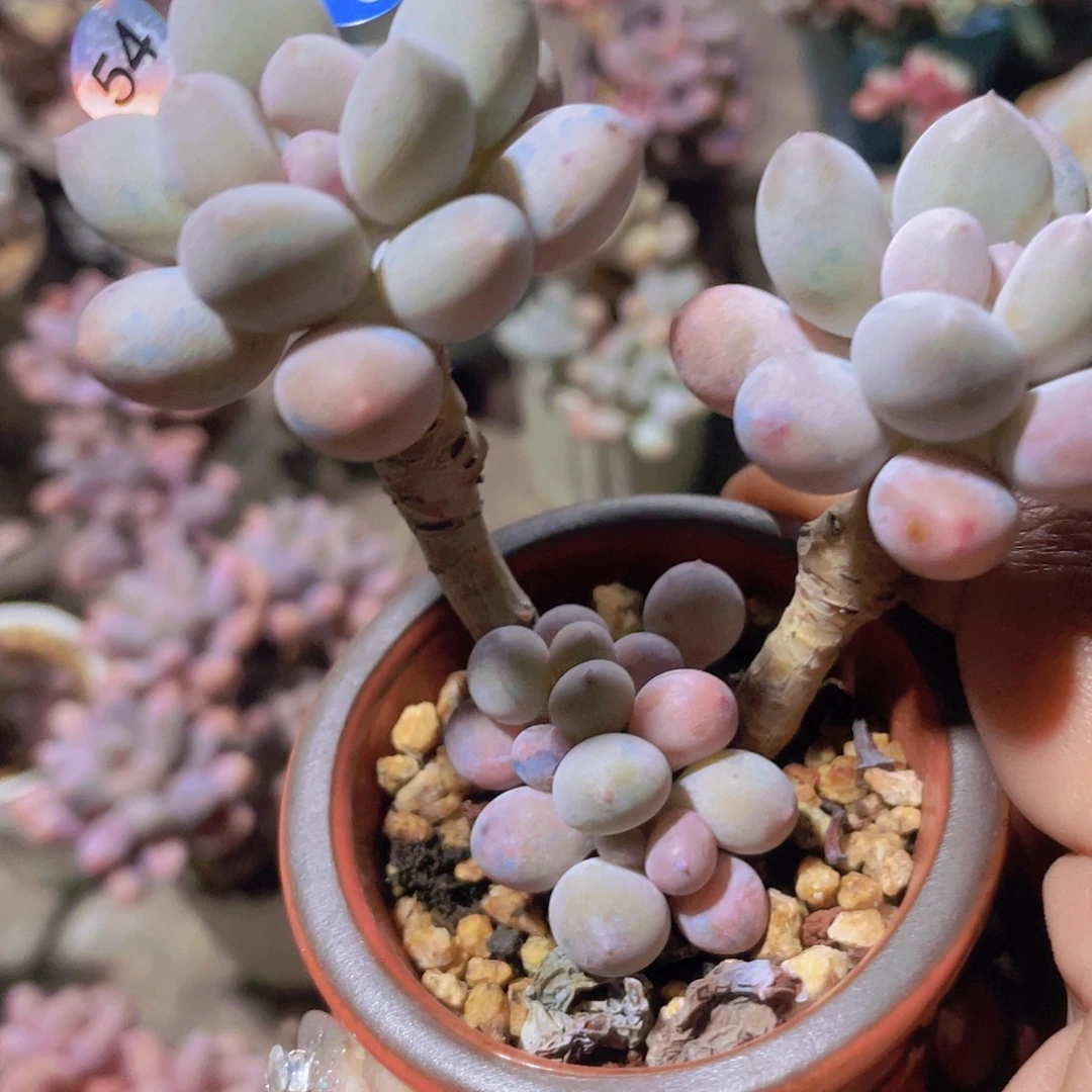 溜溜球 多肉植物群生