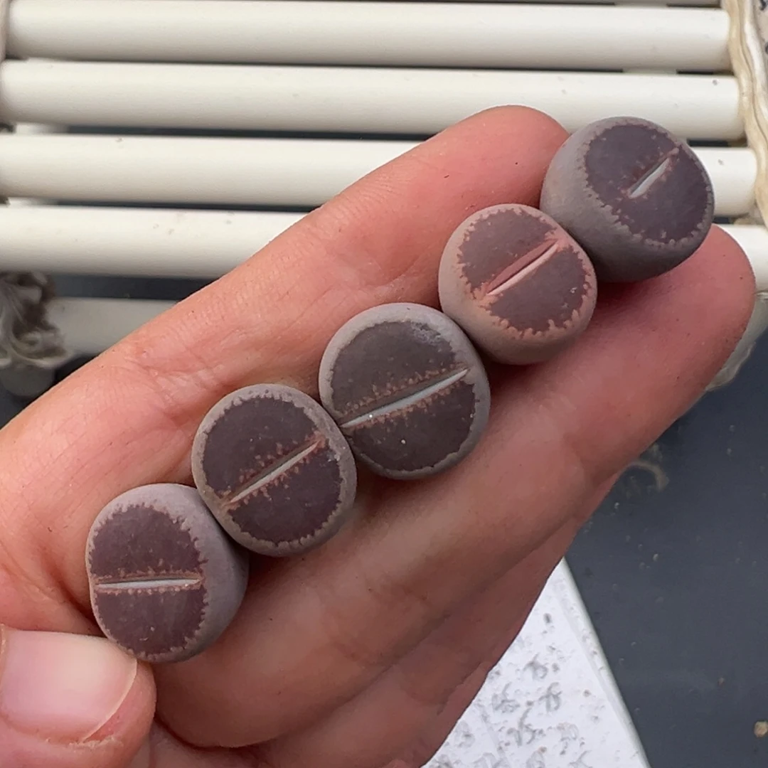 12.7好看的多肉脱土发货333