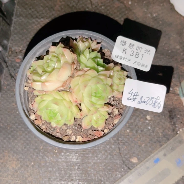 甜***力381 带陶瓷盆发货 满28包邮