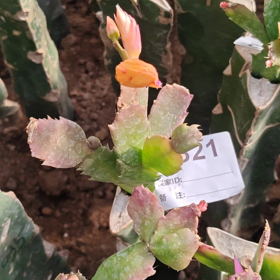 036金黄色脱土脱盆易掉芽苞621