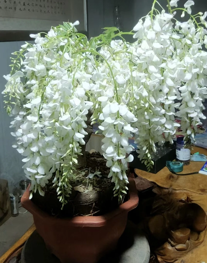 玉玲珑浓香白色丰花2-3年桩龄