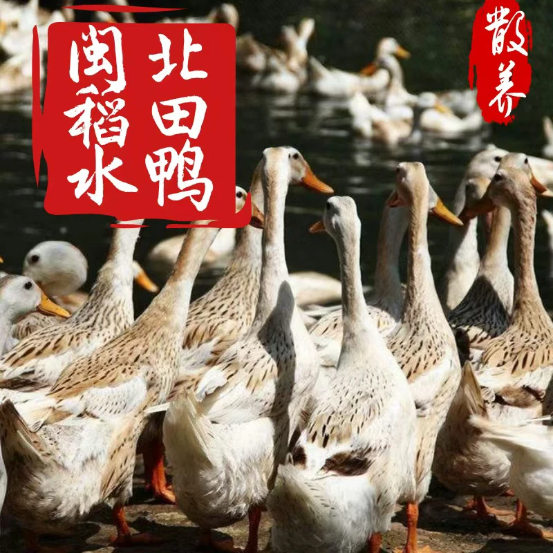 【闽北稻田水鸭】福建南平农家散养稻田稻水鸭放养老鸭土鸭顺丰包邮
