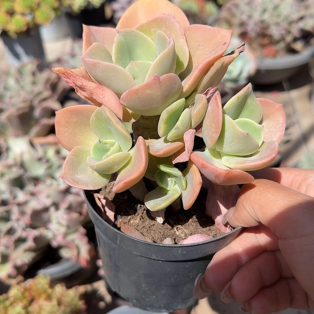 赫氏多肉植物，竞聘