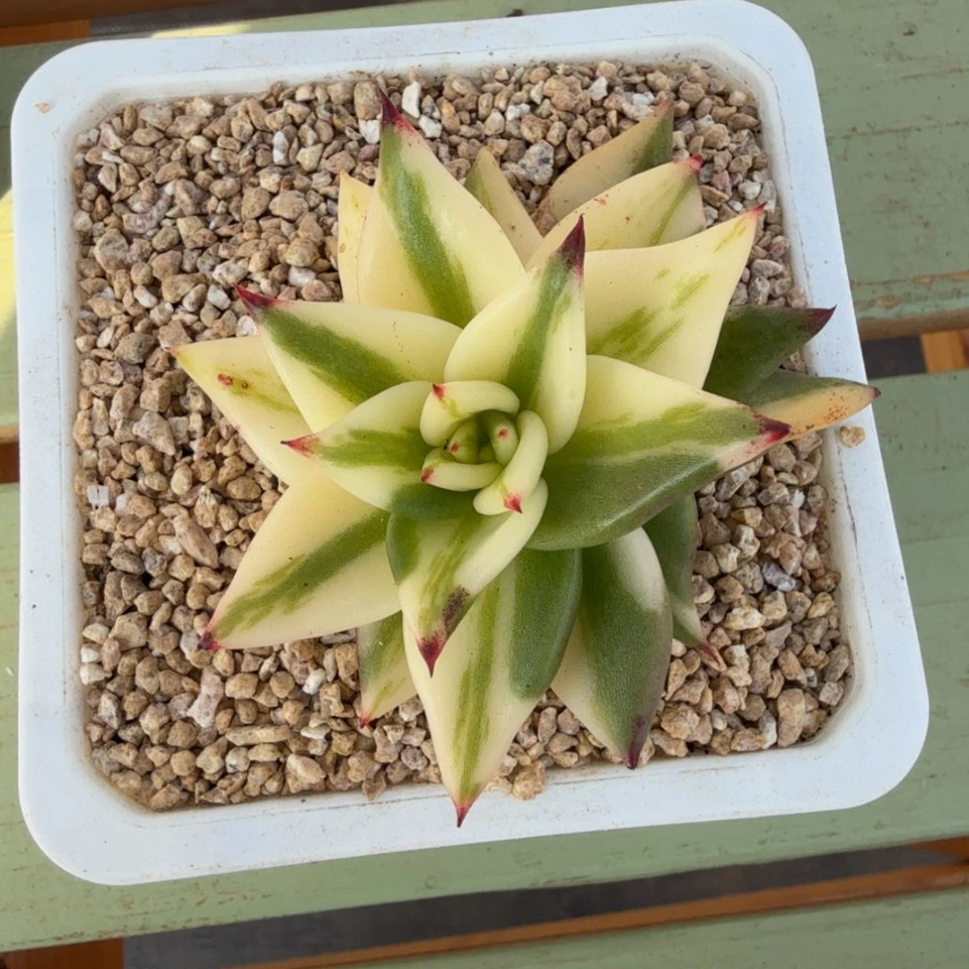 新品肉肉锦上园艺一物一拍