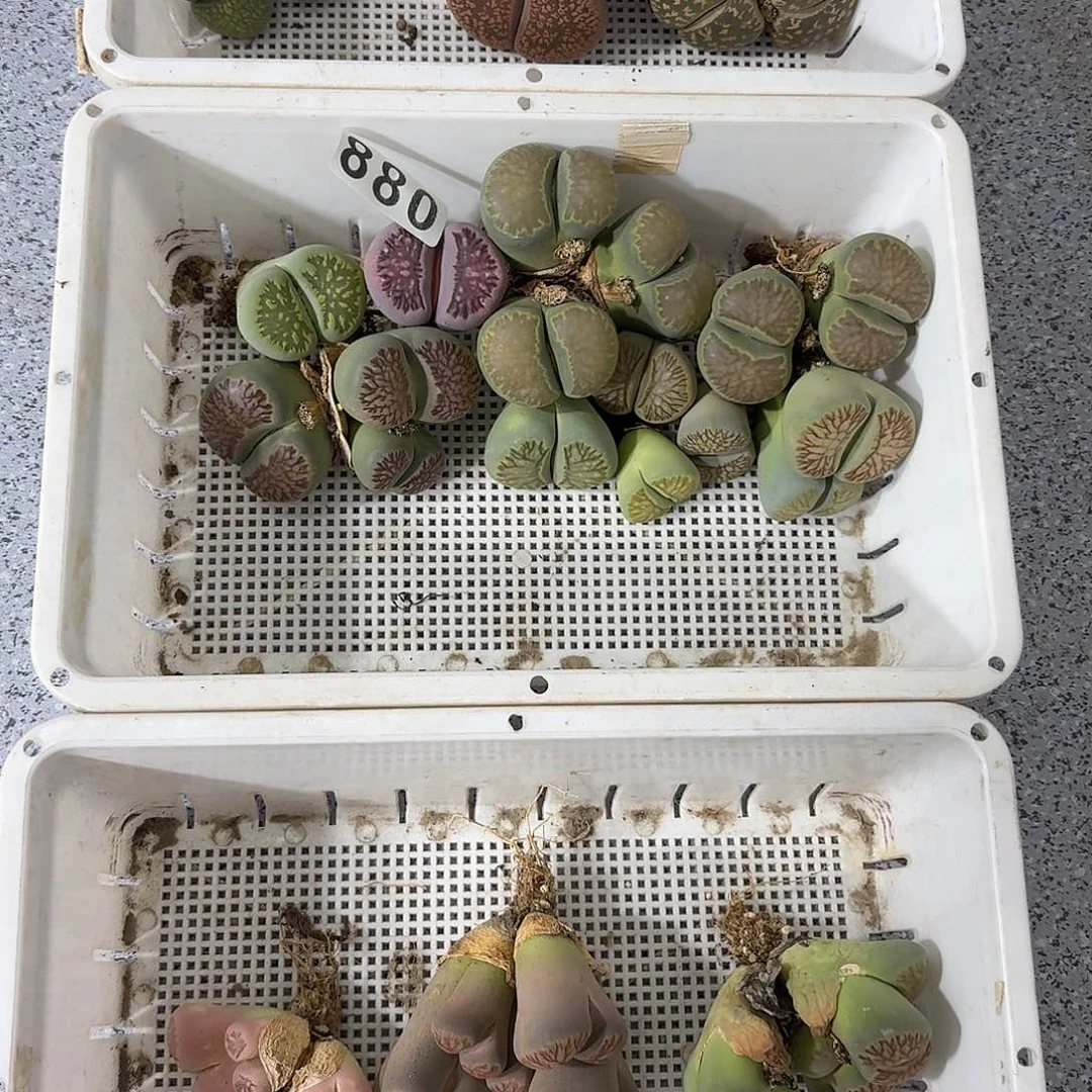 姣***姣生石花一物一拍20颗880