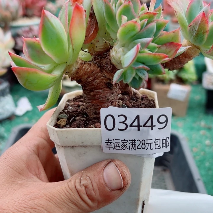 幸运的是我还在幸运