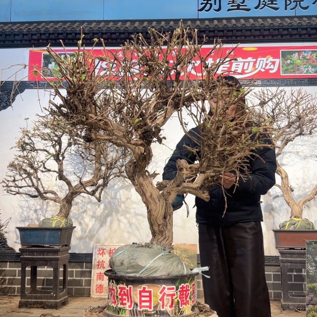 无花朵金银花225888885555555
